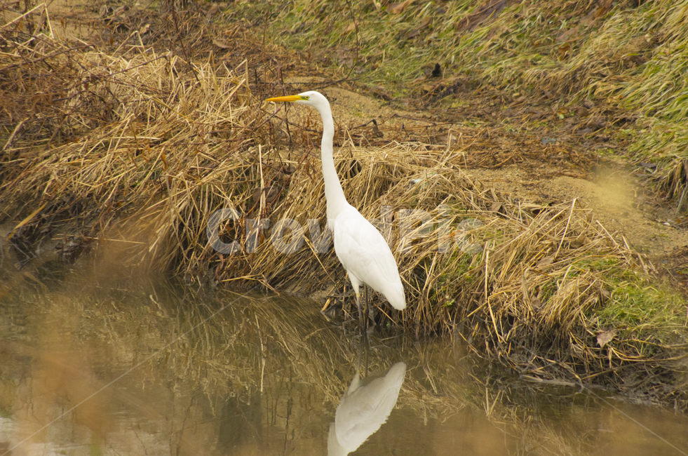 왜가리,새,물가,하천,강,흰새,scene,view,feeling,emotion,nature,heron,bird,river,stream,풍경,감정,감성,자연,계절,풍경사진,감성사진,정취