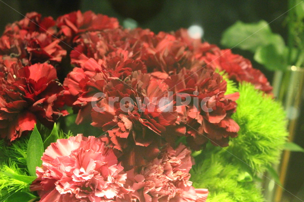 꽃,꽃잎,아름다운,조화,플라워,꽃집