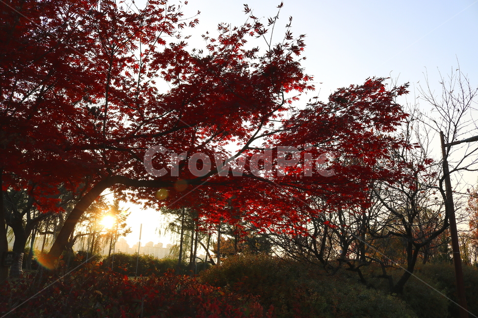 단풍,단풍나무,나무,식물,가을,자연,가을,계절,fall,autumn,season,자연,풍경,nature,landscape,tree,plant,maple