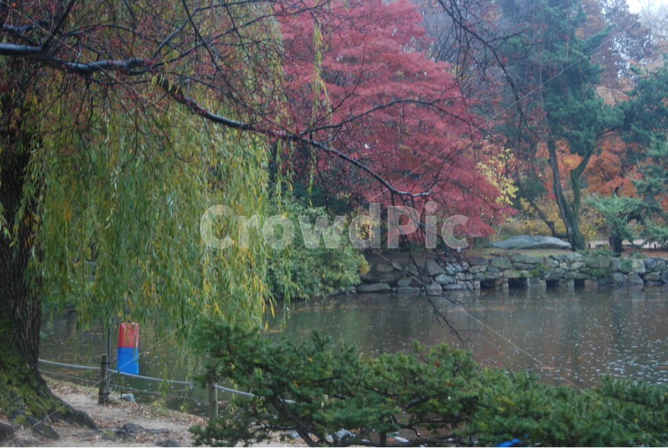 가을풍경,가을단풍,단풍,tree,나무,작은호수,가을,계절,fall,autumn,season