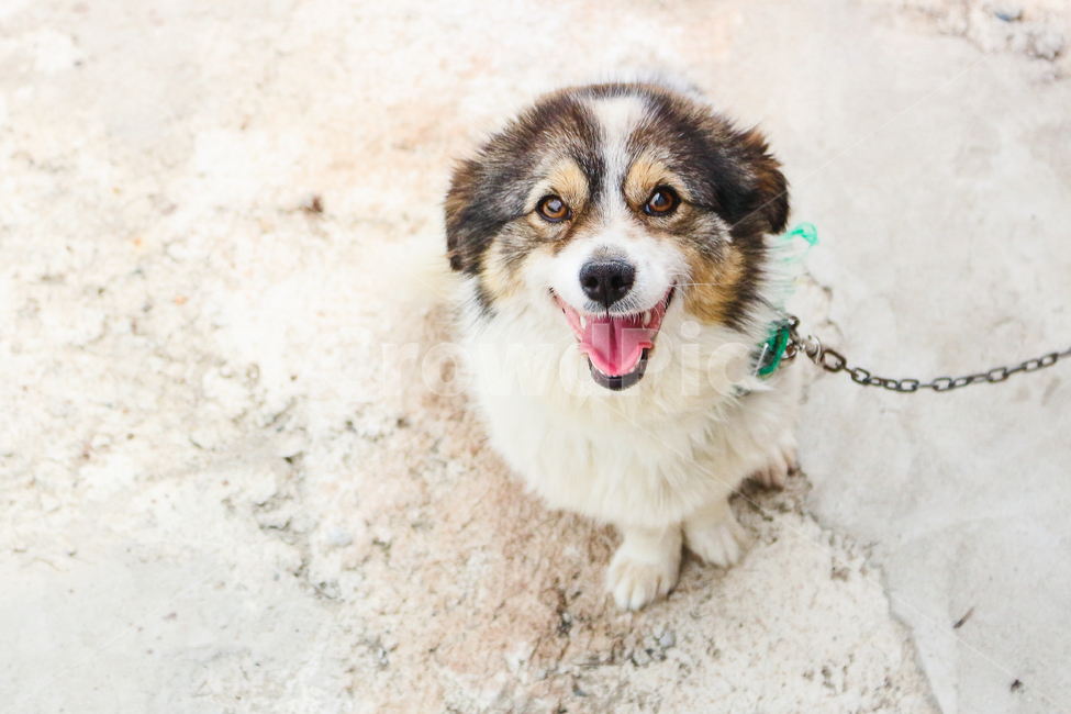 강아지,개,시골개,믹스견,귀여운,웃는,목줄,동물,animal,포유류,mammal,개,강아지,dog,doggy