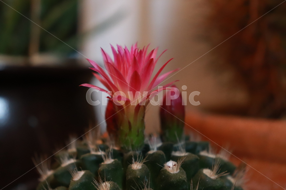 꽃,식물,plant,선인장,cactus