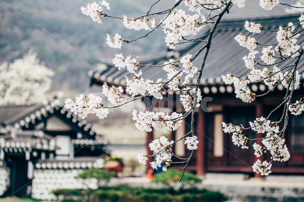대흥동헌,벚꽃,벗꽃,기와집,전통,봄,계절,spring,season,한국전통,한국문화,korean traditional,korean culture,식물,자연,plants,nature,꽃,flower,감성,sensible,feeling,plant