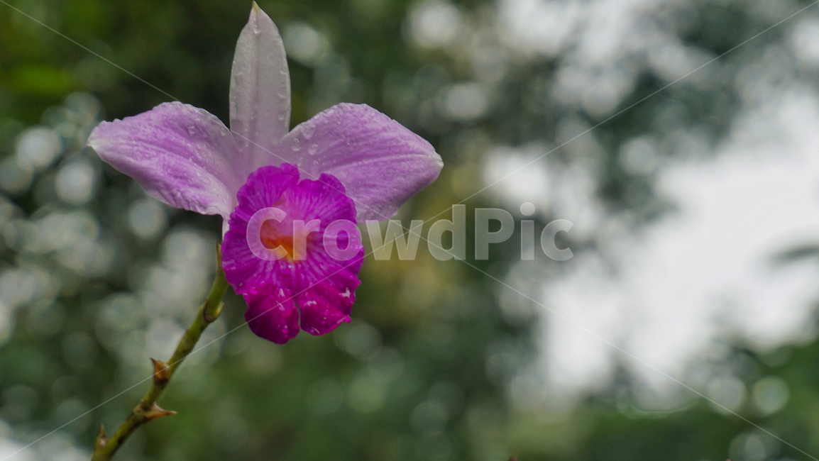 geranium,제라늄,blossom,flower,꽃,plant,식물,자연,자연물