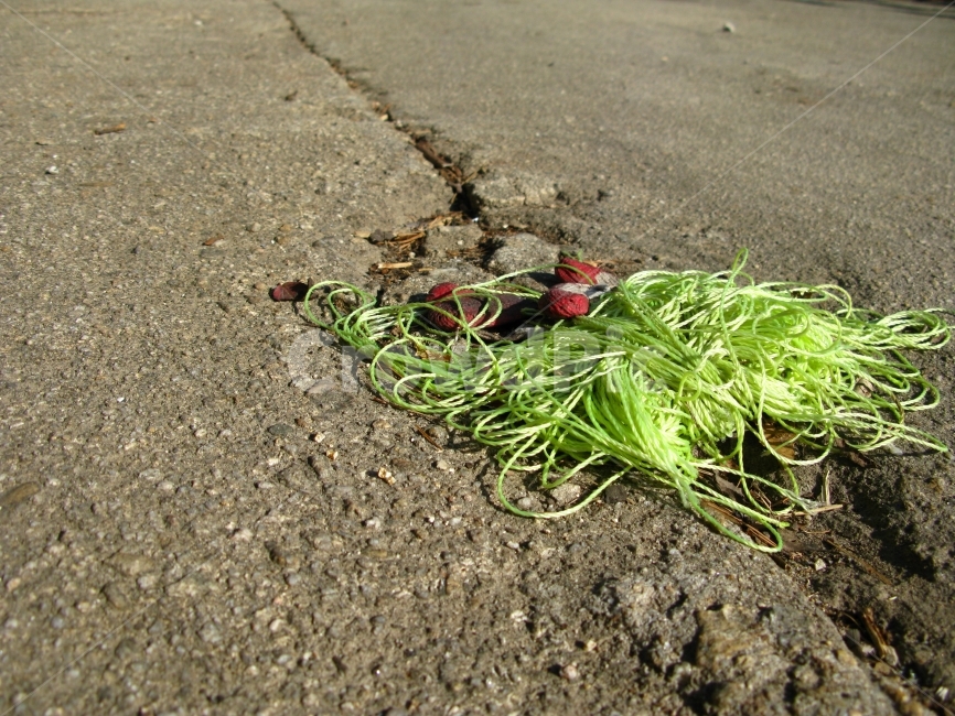 쓰레기,초록,도로,갈라짐,땅,식물,자연,plants,nature