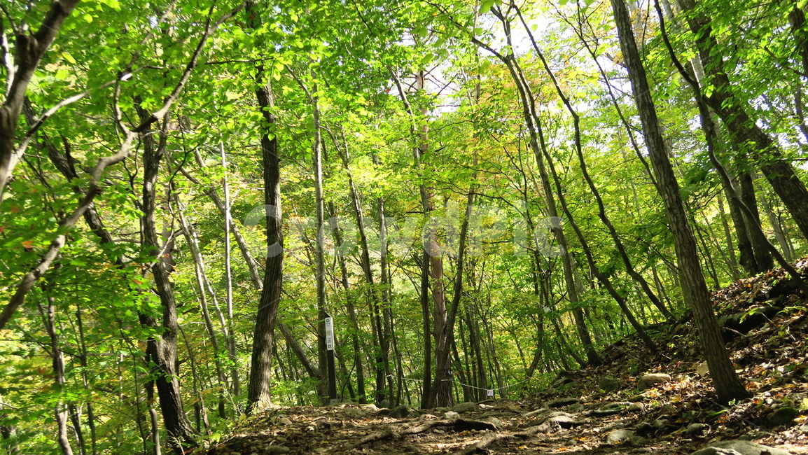 자연,산,산림,나무,숲,시내