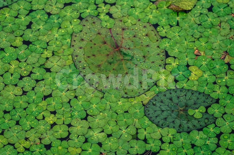 green,녹색,패턴,여름,비오는날,식물,자연,plants,nature