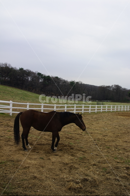 목장,말,말목장,종마,동물,동물,animal,포유류,mammal,산업,industry,industrial,목축업,목장,livestock farming,ranching,pasture