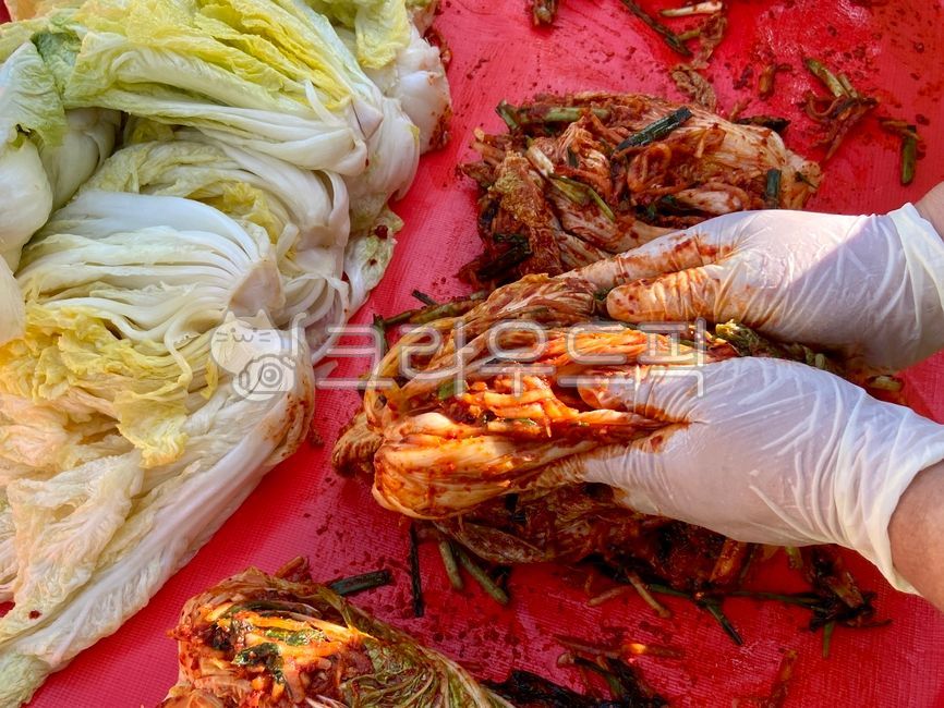 배추,김장,김장철,김치재료,배추속,절반,컷,노란속,농산물,농작물,포기,야채,음식,포기배추,항암배추,채소,먹거리,배추잎,잎,가을,겨울김장,배추단면,절단,김장김치,요리