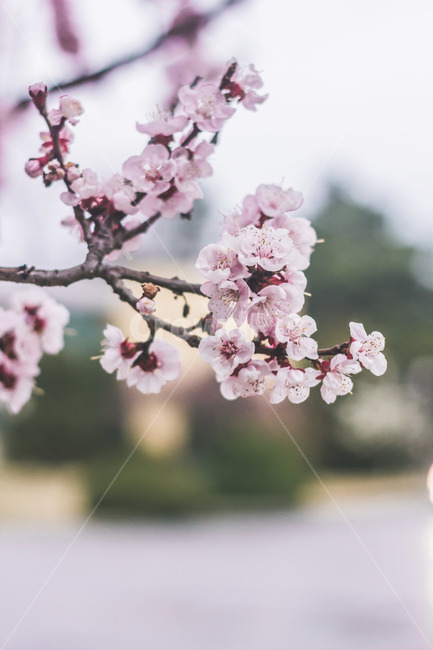 plant,식물,flower,꽃,벚꽃,봄,계절,spring,season