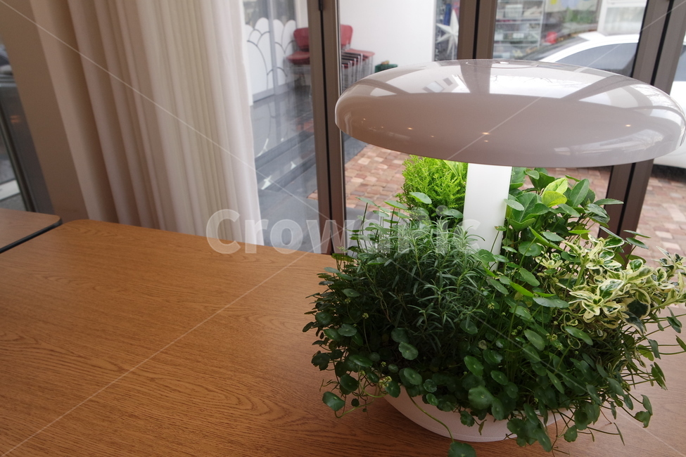 조명,감성사진,편안함,인테리어,소품,감성,배경,식물,자연,plants,nature,실내용화초,화분,화초,house plant,인테리어,실내디자인,interior design