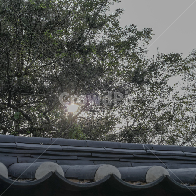 해,빛,담장,나무,역광,바람,한국전통,한국문화,korean traditional,korean culture,건축물,건물외관,exterior,building,structure,architecture,construction