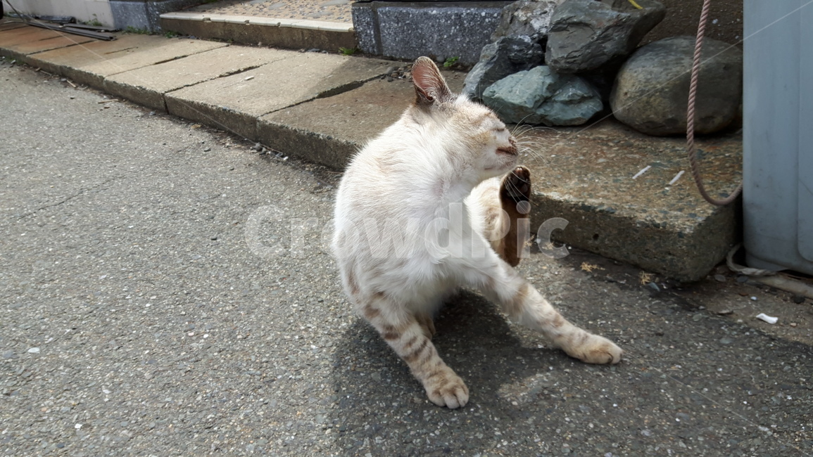 고양이,고양이섬,후쿠오카,아이노시마,일본고양이섬