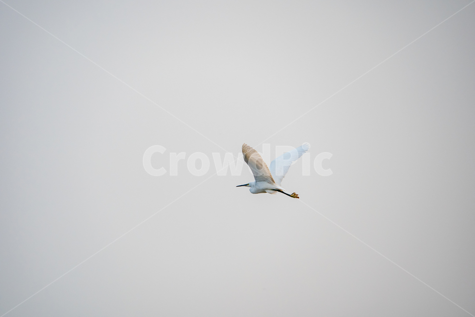 bird,동물,새,animal,백로,동물,animal,조류,새,birds