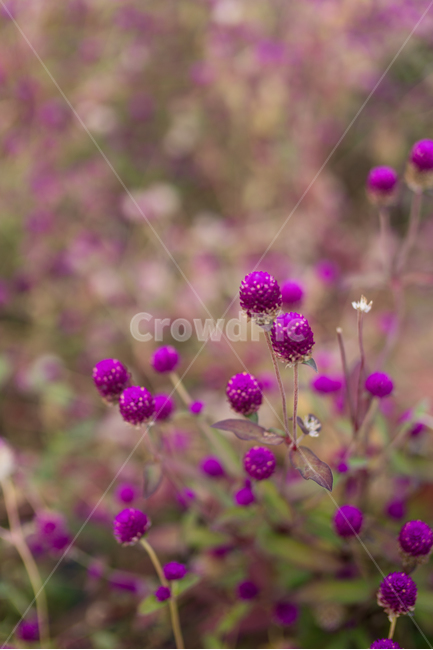 자연,풍경,꽃,꽃밭,식물,flower,식물,자연,plants,nature,꽃,flower