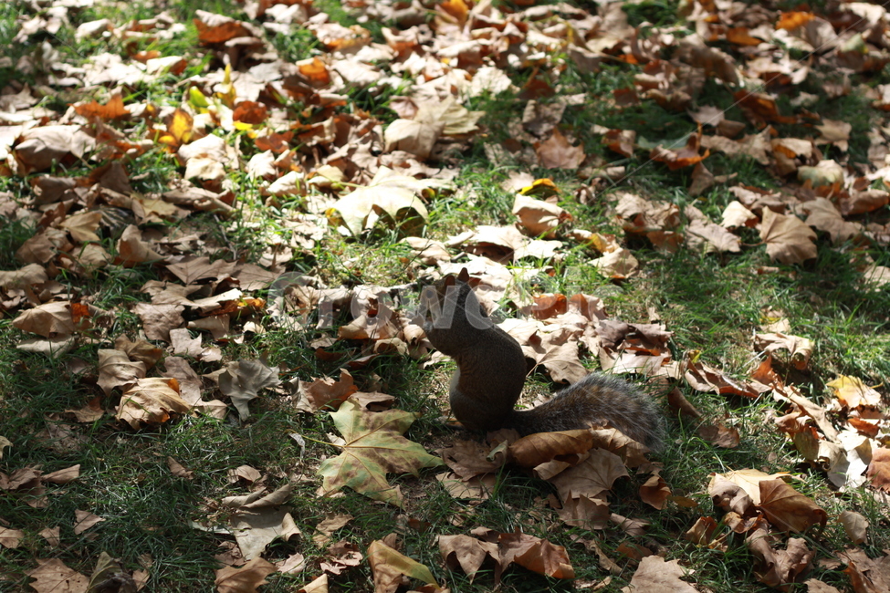 다람쥐,청설모,낙엽,가을,공원,런던,영국,동물,animal,포유류,mammal