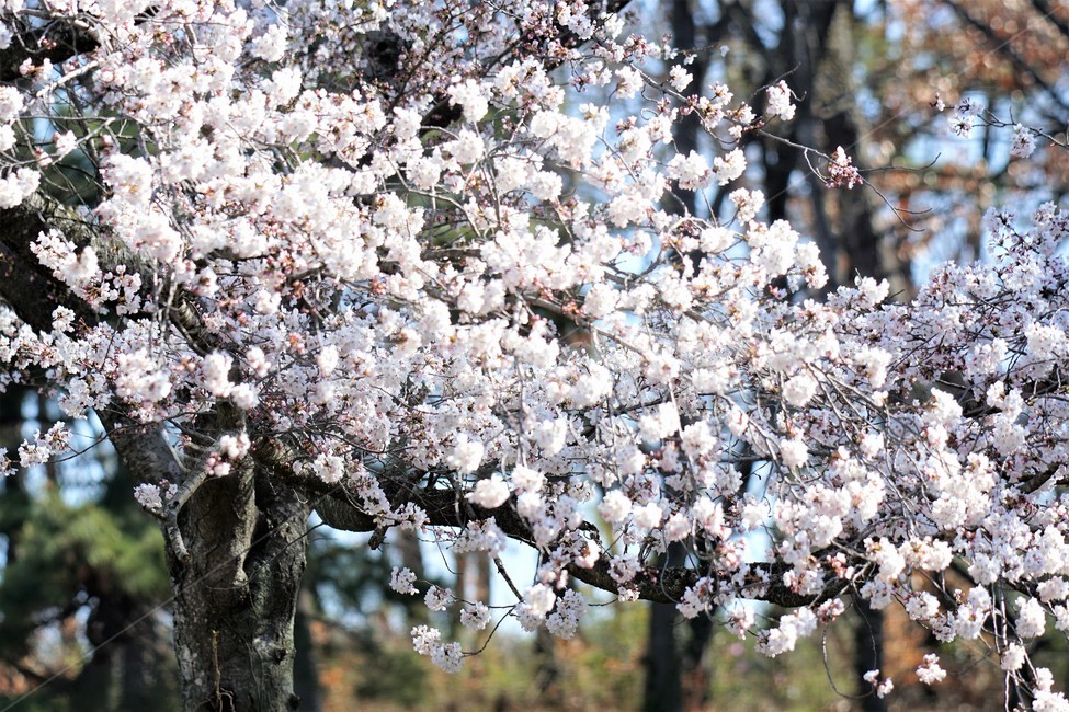 벚꽃,봄,꽃,나무,자연,식물,예쁨,아름다움,하얀색,분홍색,감성,느낌,nature,flower,spring,white,pink,beauty,emotion,feeling,trees,봄,계절,spring,season,꽃,flower,blossom,cherry blossom,plant