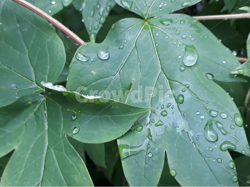 빗방울,비,나무잎,나무,식물,rani,raindrop,leaves,tree,outdoor,backgroud,plant,식물,자연,plants,nature