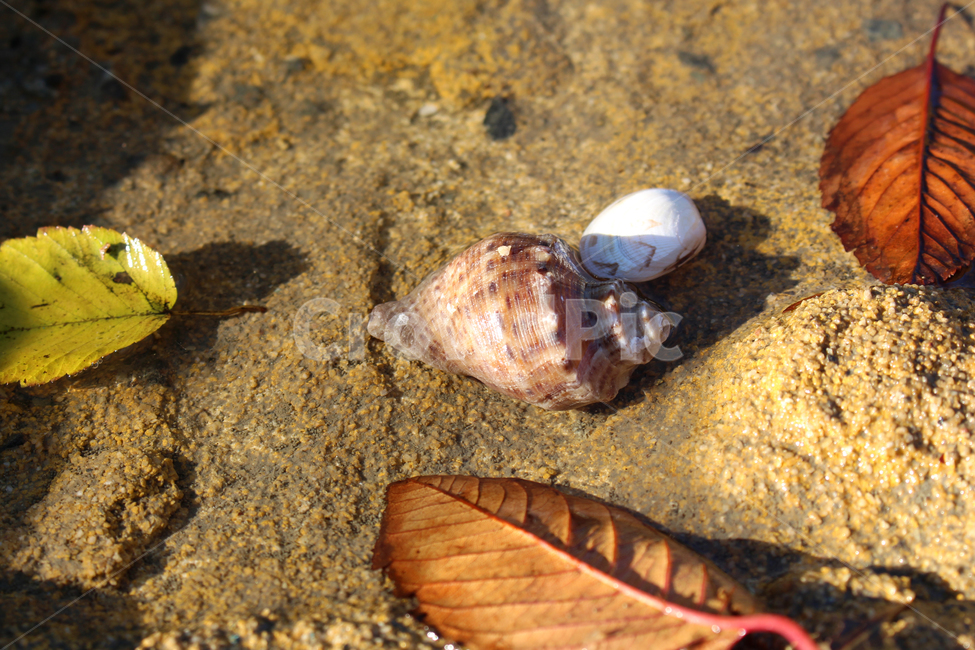 소라,조개,나뭇잎,단풍,가을,바다,해변,해산물,모래,conch,clam,leaf,maple,fall,sae,beach,seafood,sand,가을,계절,fall,autumn,season