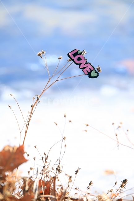 감성,소품,사랑,메세지,겨울,겨울,계절,winter,season,식물,자연,plants,nature,감정표현,기분,feeling,emotion,사물,물건,오브젝트,thing,object,matter