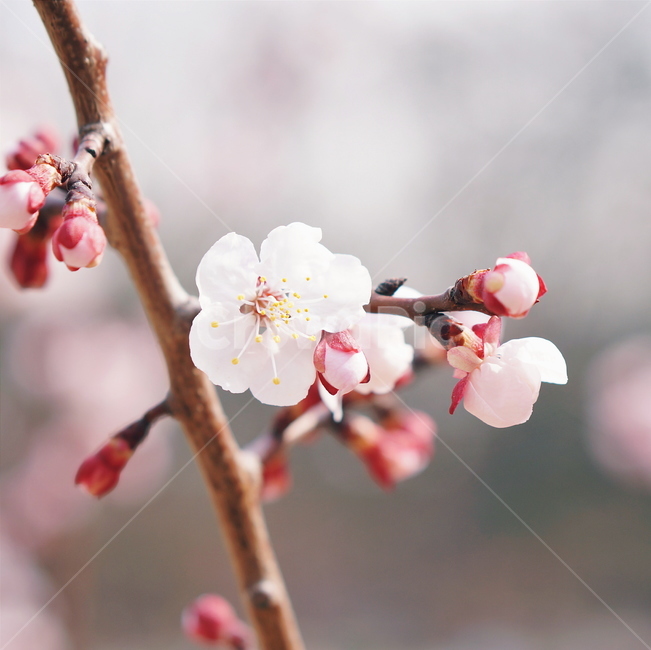 벚꽃,매화,cherryblossom,식물,plant,flower,봄,spring,봄,계절,spring,season