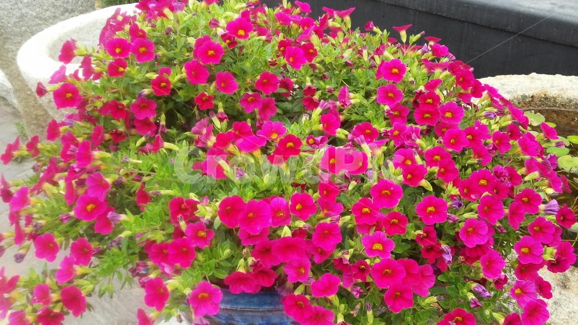 폐튜니아,petunia,commongardenpetunia,일년초화류,가지과,식물,자연,plants,nature,꽃,flower