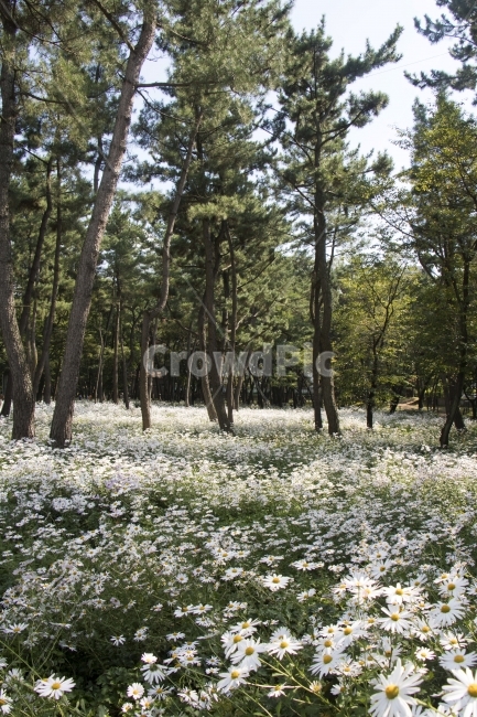구절초,들국화,국화,역광,가을사진,단독사진,디자인,소스,포토,사진자료,배경,배경사진,백그라운드,한국,동양,아시아,풍경,자연,환경,실외,낮,아침,식물,꽃,봉오리,꽃봉오리,잎,꽃잎,9월,10월,가을,가을꽃,꽃밭,아웃포커스,접사,근접,녹색,야외,자연,풍경,nature,landscape,식물,plants,plant,tree,나무
