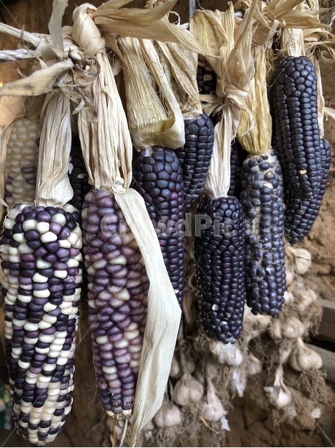 옥수수,한국자연풍경,시골,풍경,자연,plant,corn,country,nature,식물,시골풍경,가을,감성,음식,식재료,요리,food,cook,meal,dishes,food reserves