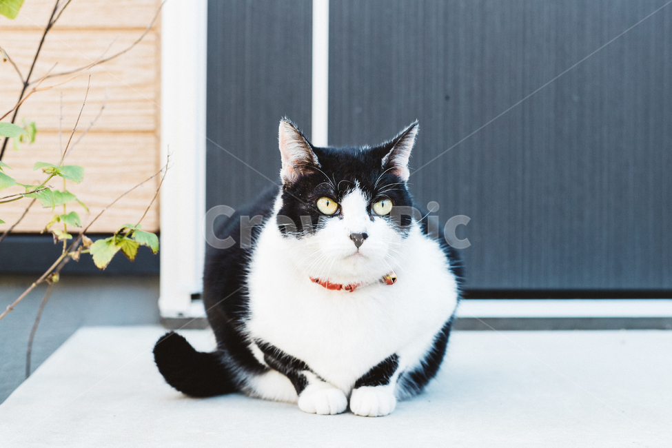 고양이,냥,캣,cat,길고양이,길냥이,냥이,길냥,동물,동물,animal,포유류,mammal,고양이,cat,kitten,kitty