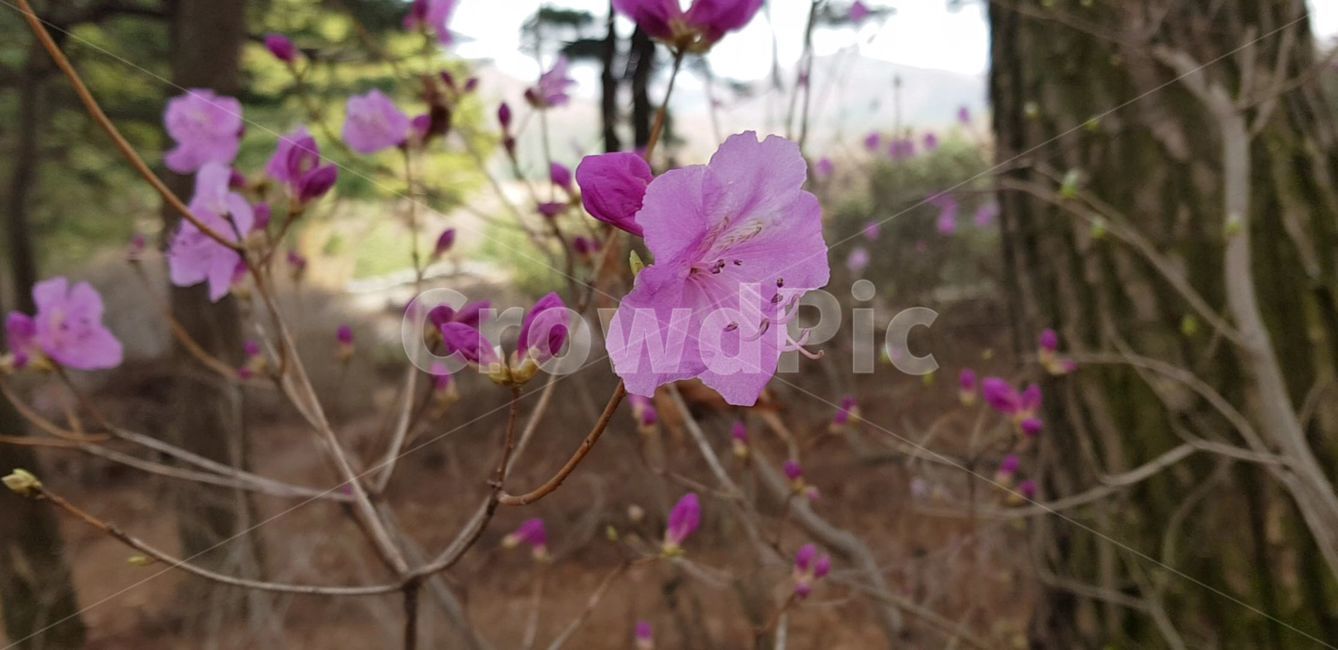 geranium,제라늄,blossom,식물,plant,꽃,flower,진달래