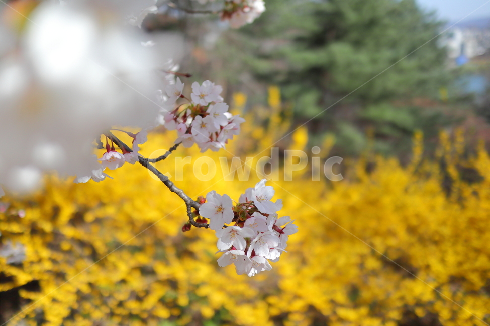 벚꽃,개나리,꽃,flower,spring,봄꽃,식물