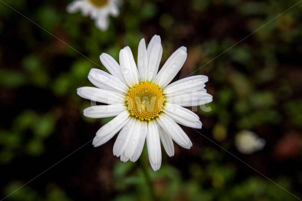 봄,꽃,향기,산책,flower,데이지,디모르포세카,식물,자연,plants,nature,꽃,flower
