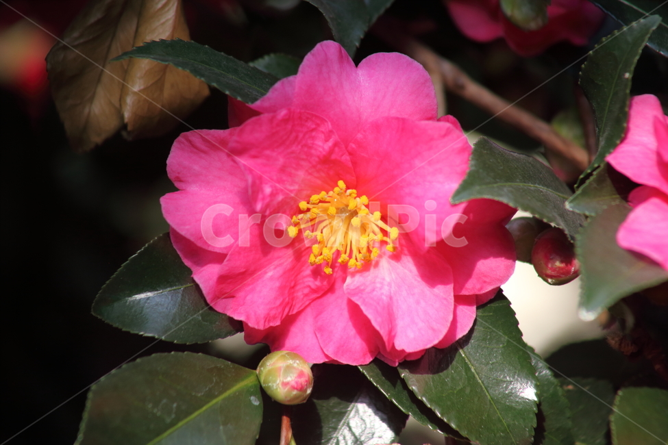꽃,동백,식물,flower,camellia,봄꽃,봄,동백꽃,Camelliajaponica,식물,자연,plants,nature,꽃,flower