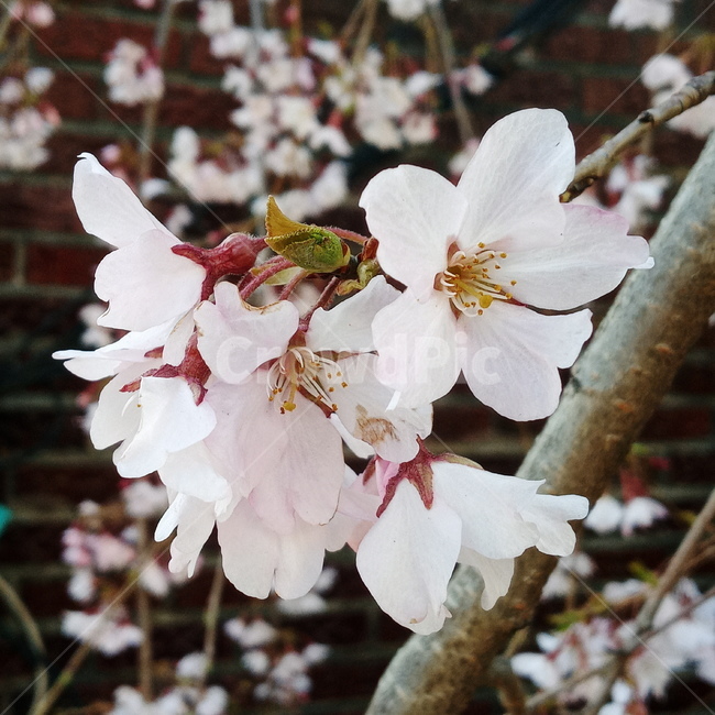 봄,벚꽃,cherryblossom,flowers,봄꽃,계절,springseason,꽃,감성,sensiblefeeling,plant,분홍,하양,식물,자연,plants,nature,flower,blossom