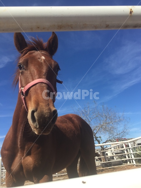 말,horse,하늘,sky,동물,animal,농장,farm,시골,countryside,포유류