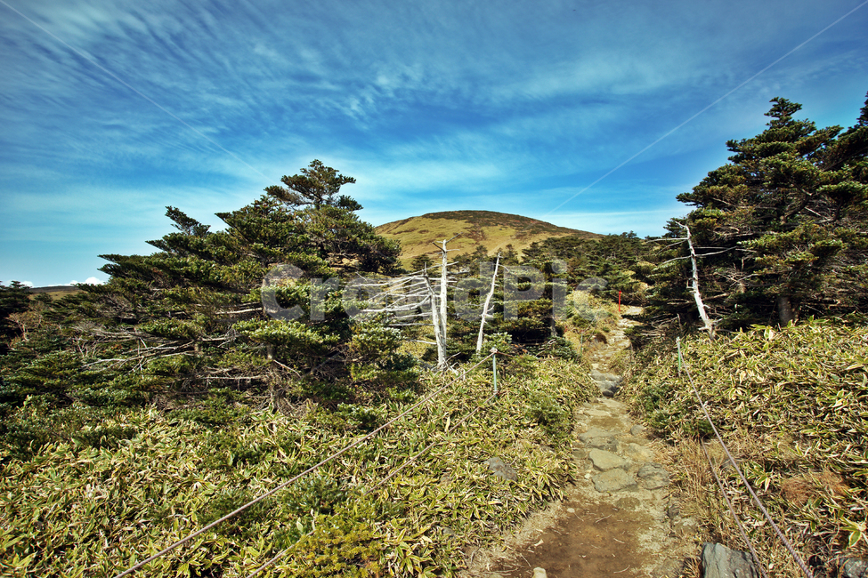 탐방로,등산로,조릿대,한라산,한라산국립공원,제주도,암벽,돈내코코스,활엽수림,난대성식물