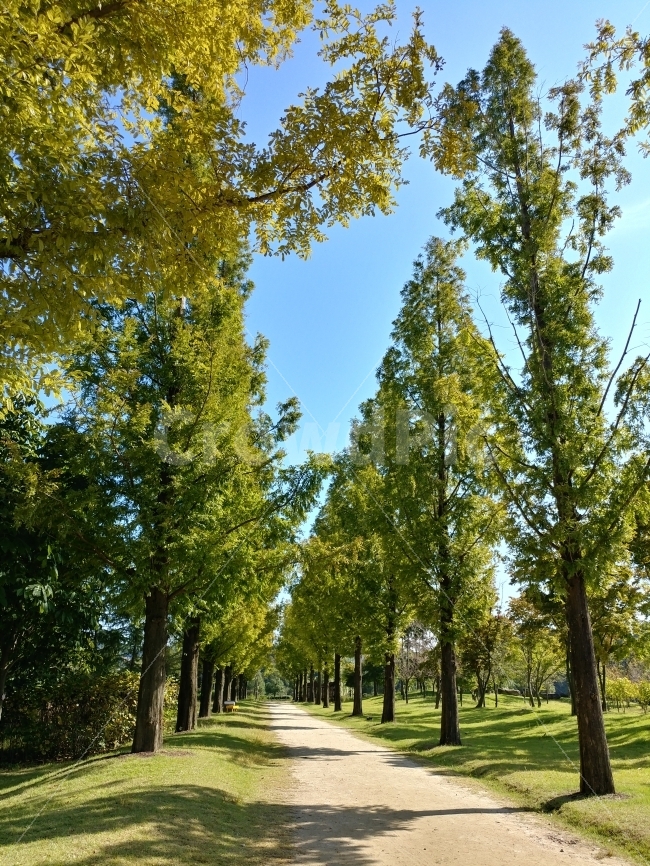 가을,풍경,가로수,메타세콰이어,streettree,자연,풍경,nature,landscape,식물,plants,나무,trees,wood,plant,tree
