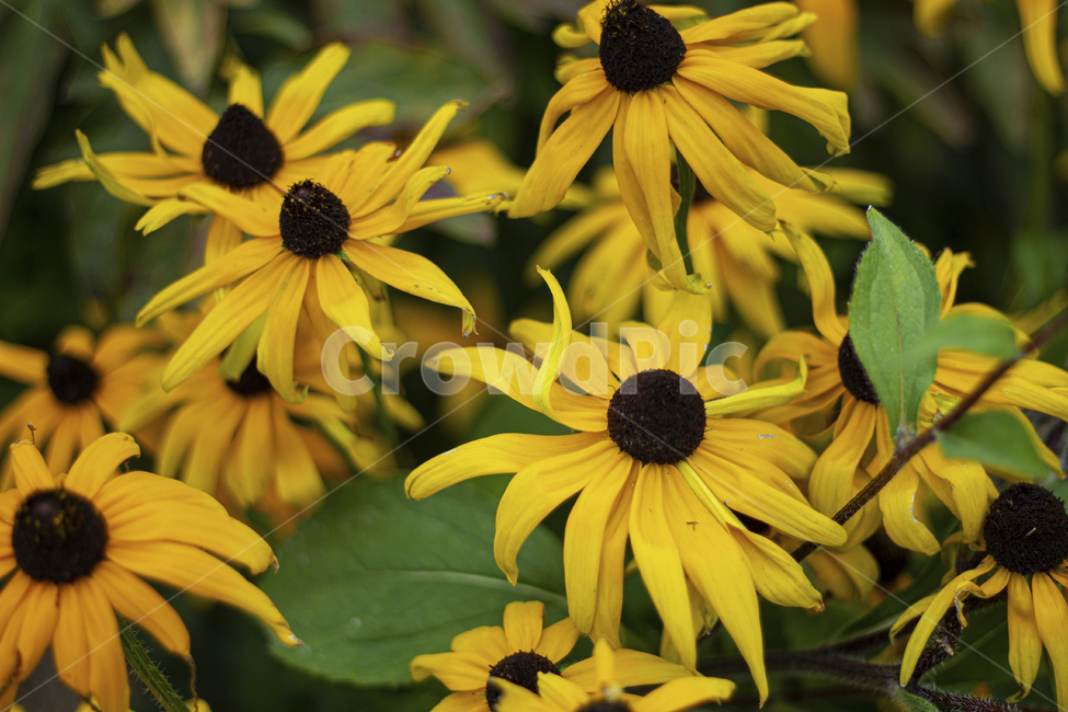 꽃,flower,식물,화분,blossom,plant,노랑,해바라기,계절,자연,여름,식물,자연,plants,nature,꽃,flower