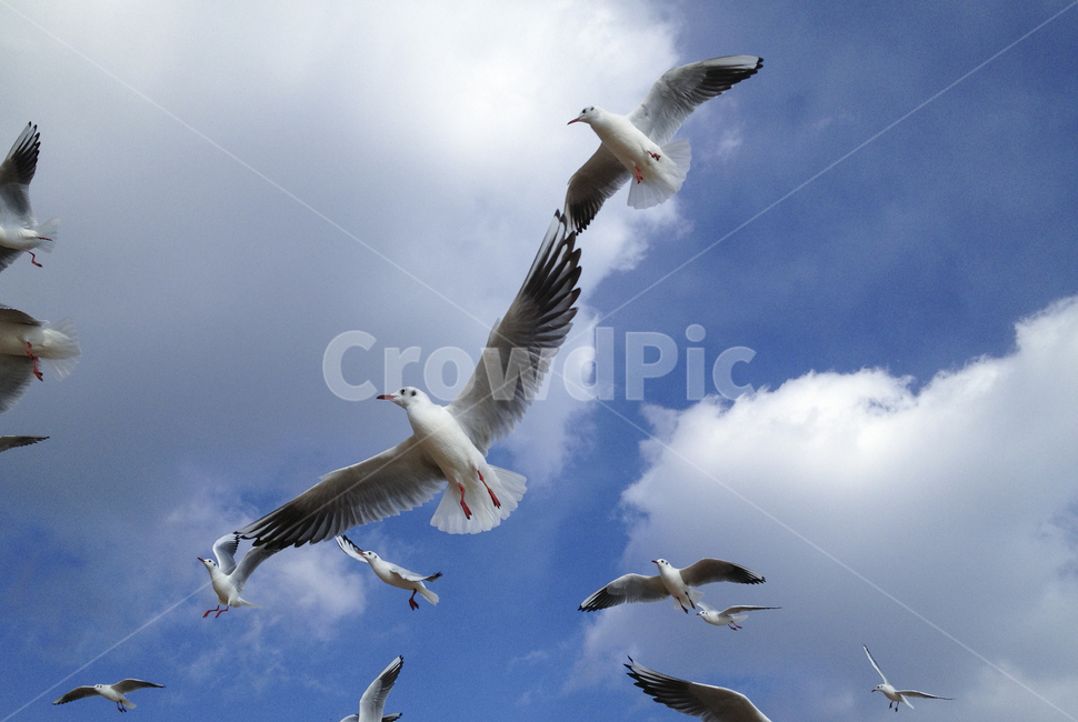 하늘,갈매기,새,날다,날개,희망,평화,구름,자연,동물,animal,조류,새,birds