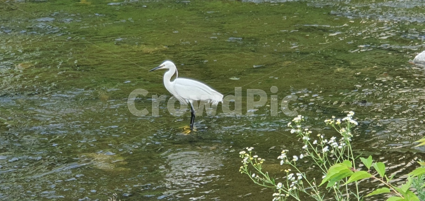 동물,새,백로,물새,animal,waterfowl,쇠백로,식물,heron,헤론,ardeidae,nature,자연,동물,animal,조류,새,birds
