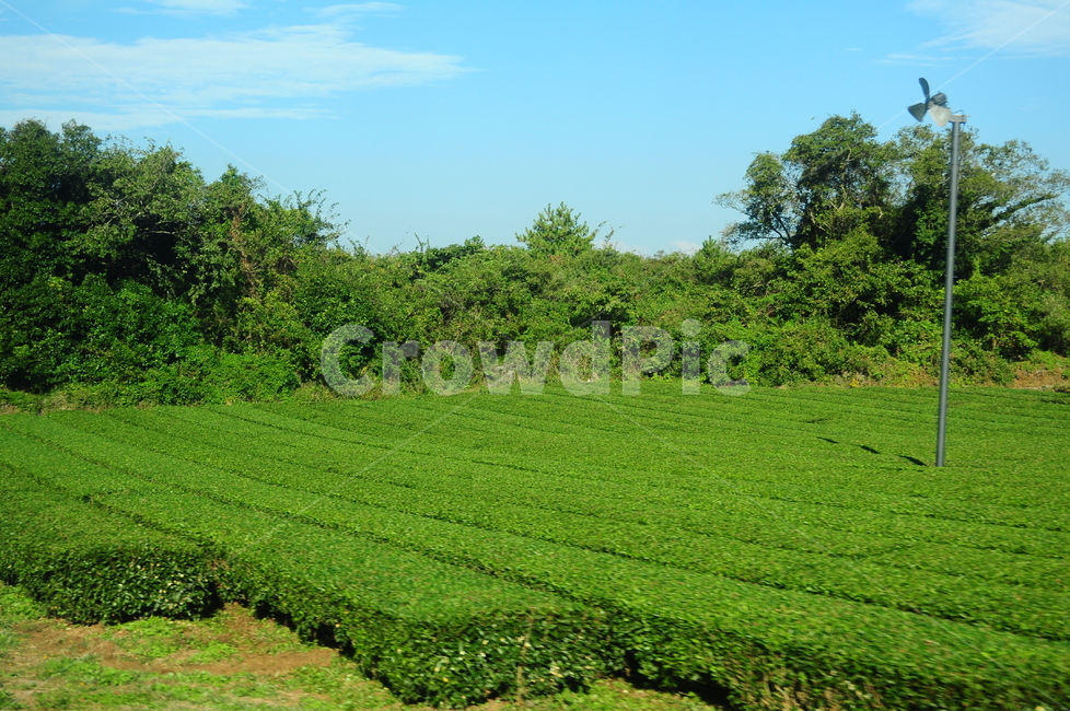 녹차,녹차밭,제주도,나무,풀,자연,시골,시골풍경,풍경,자연,풍경,nature,landscape,field,들,grassland,목초지,outdoors,옥외,vegetation,초목,plant,식물,land,땅,grass,잔디