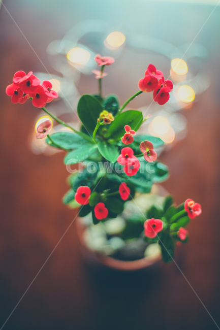 꽃기린,꽃,화초,장식,감성,flower,식물