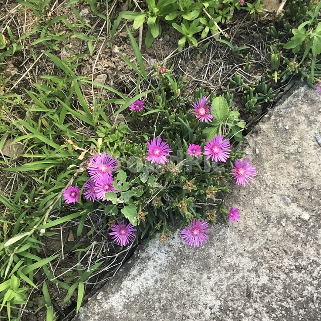 식물,plant,꽃,잔디,초화류