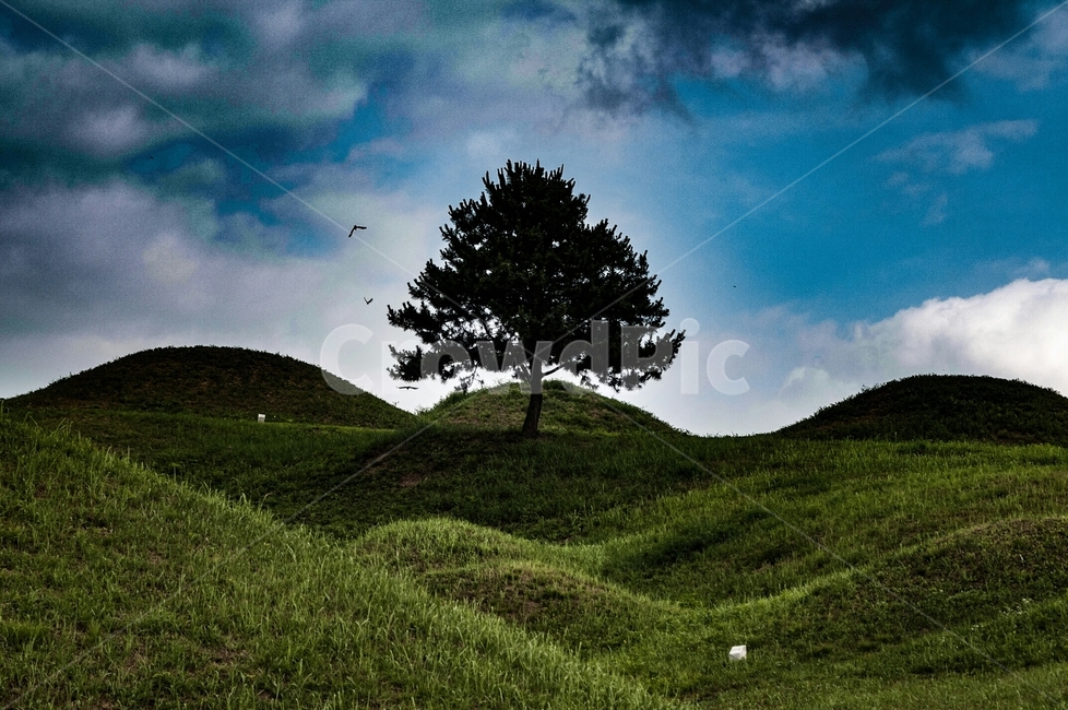 무덤,나무,배경화면,어둠,그림자,자연,풍경,nature,landscape,outdoors,옥외,grassland,목초지,field,들,mound,투수판