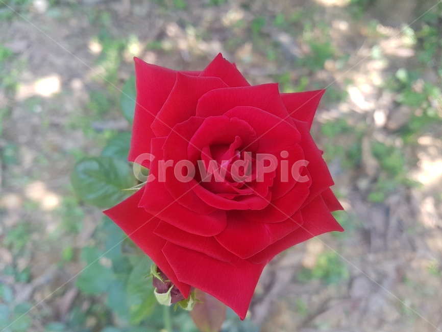 식물,blossom,flower,꽃,rose,plant,장미