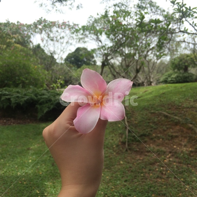 싱가포르,식물원,꽃,flower,hand,plant,꽃,flower