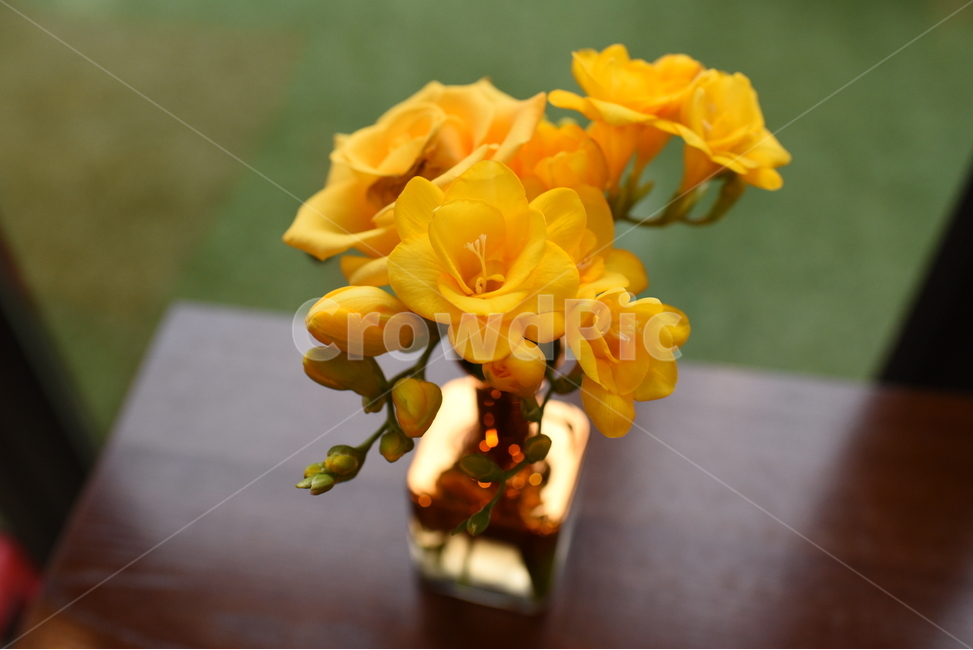 봄,꽃,노란색,식물,봄향기,식물,자연,plants,nature,꽃,flower,실내용화초,화분,화초,house plant,인테리어,실내디자인,interior design