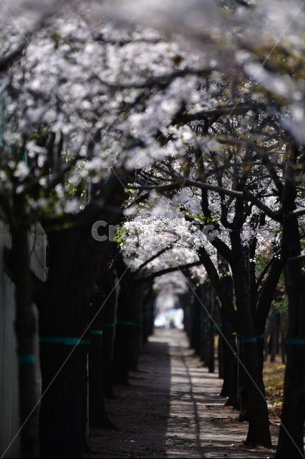 벚꽃,나무,꽃,봄,자연,길,봄,계절,spring,season,자연,풍경,nature,landscape,식물,plants,나무,trees,wood,plant