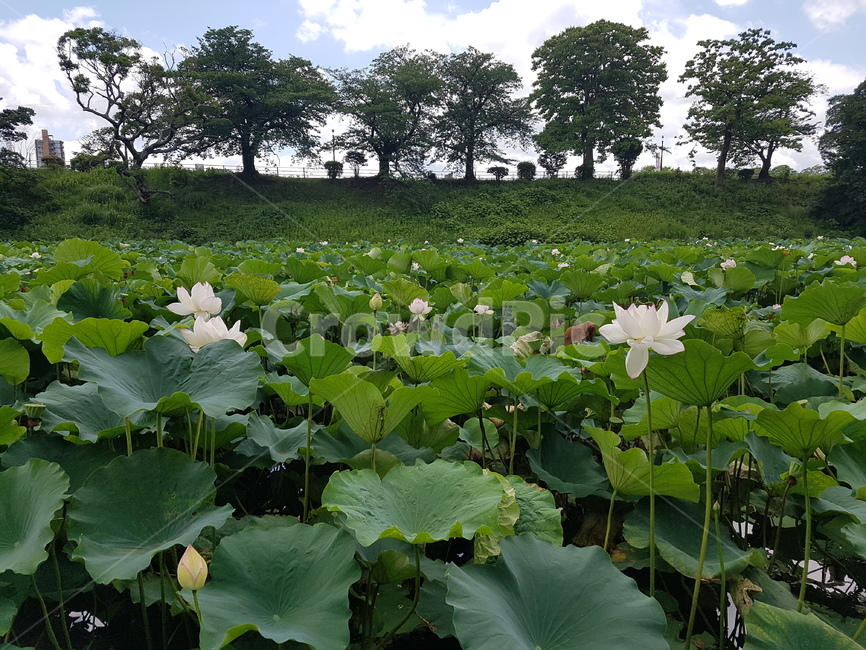 식물,plant,연꽃,하늘,구름,식물,자연,plants,nature,꽃,flower