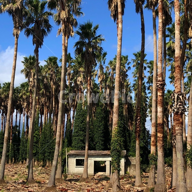 제주도,tree,나무,plant,숲,제주,jeju,jejudo